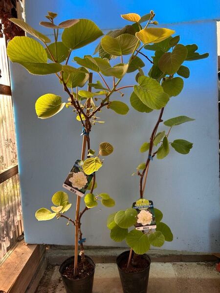 花が終わっています。2鉢セット 受粉樹用 キウイフルーツ 孫悟空 早生オス