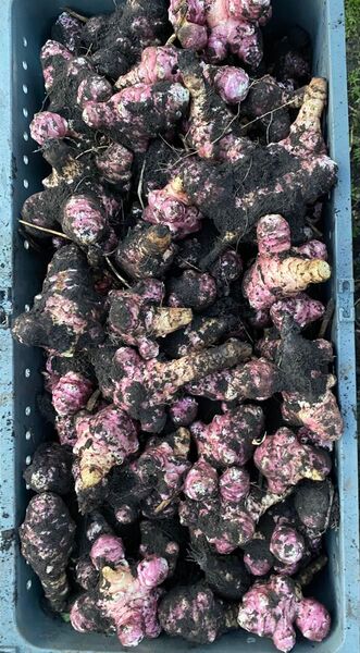 数量限定 青森県産紫菊芋小さめ1kg以上 宅急便コンパクト 栽培期間農薬不使用