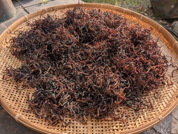 残りわずか!乾燥ゼンマイ 新潟県産 100g