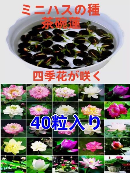 ミニハスの種 茶碗蓮 ハスの種 屋内外植付け可能 お得な値段設定 数:40粒入り