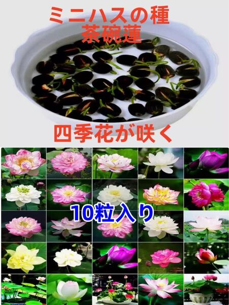 ミニハスの種 茶碗蓮 ハスの種 屋内外植付け可能 お得な値段設定 蓮の種 数:10粒入り