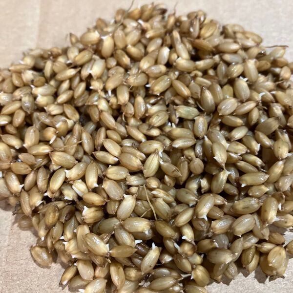 コシヒカリ 種籾 150g お米の種 田んぼ体験 お庭で田んぼ バケツで稲作体験