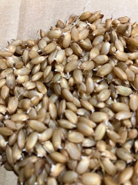 コシヒカリ 種籾 100g お米の種 田んぼ体験 お庭で田んぼ バケツで稲作体験