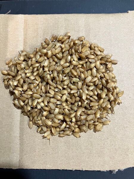 コシヒカリ 種籾 100g お米の種 田んぼ体験 お庭で田んぼ バケツで稲作体験