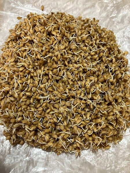 コシヒカリ 種籾 600g お米の種 田んぼ体験 お庭で田んぼ バケツで稲作体験