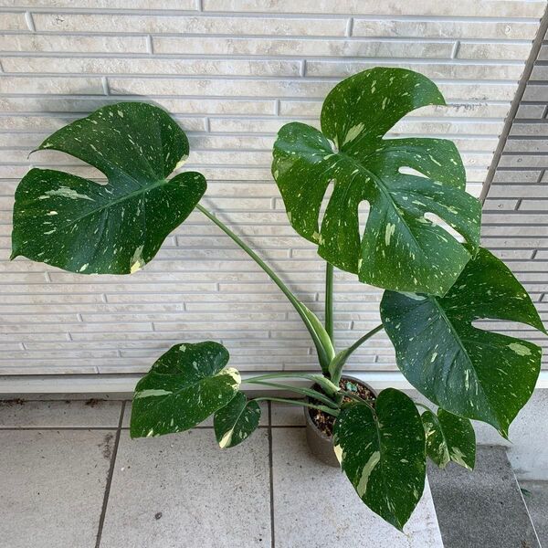 斑入りモンステラ デリシオーサ タイコンステレーション イエローモンスター Monstera deliciosa