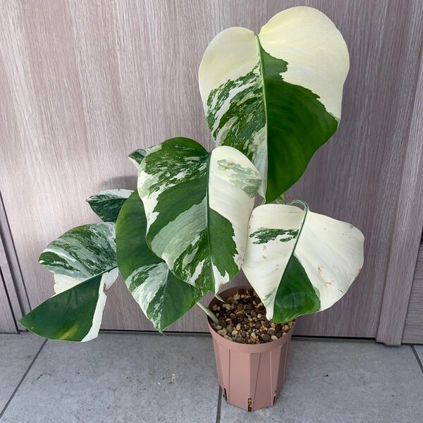 MONSTERA モンステラ ボルシギアナ 斑入り 白斑 ホワイトタイガー アルボ