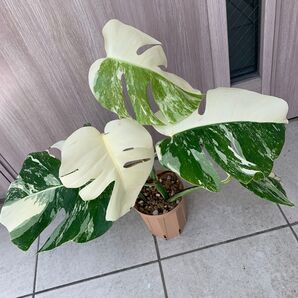 モンステラ 斑入り ボルシギアナ ホワイトタイガー 白斑 鉢植え Monstera Borsigana