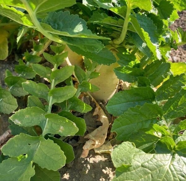 大根の葉 大根菜 採れたて ゆうパケットポスト