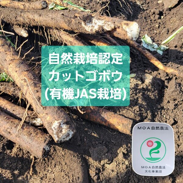 自然栽培認証カットごぼう青森県産