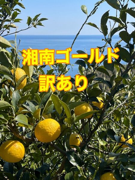 湘南ゴールド 訳あり 箱込み6kg 農薬不使用 小田原産