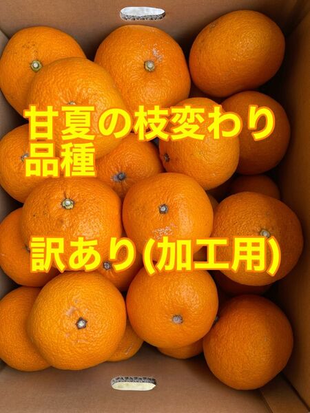 甘夏の枝変わり品種 訳あり(加工用) 箱込み7、5kg 農薬不使用 小田原産