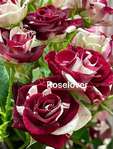 ラスト1点 spバラ レア切花品種 薔薇苗 挿し木 赤白絞り-3