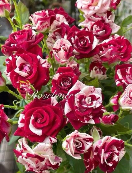 残り3点 spバラ レア切花品種 薔薇苗 挿し木 赤白絞り-2