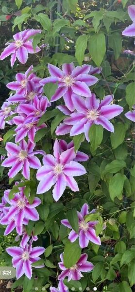 クレマチス 5号鉢大株苗 開花中 クレマチス ピンクファンタジー 開花株 苗
