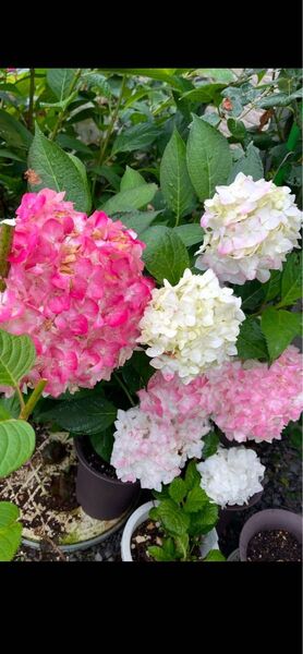 アジサイ 美しい紫陽花 苗