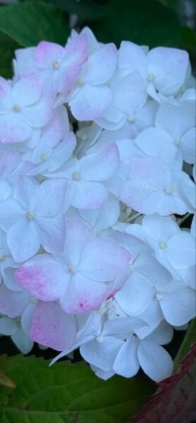 紫陽花天使のほっぺ 苗