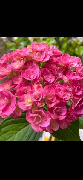 アジサイ 紫陽花 5号鉢株苗