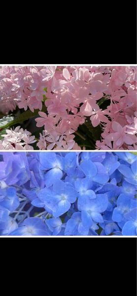 紫陽花特大10号鉢 開花中 希少紫陽花桜のころ小苗オマケ付き