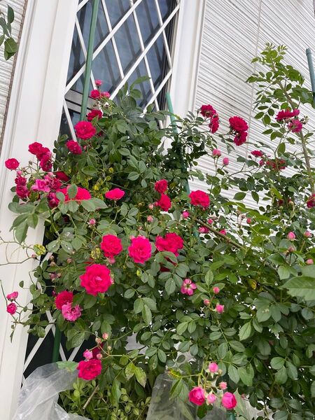 薔薇 ミニバラ 鉢植え 濃いピンク色の花 6号鉢大株苗 開花中