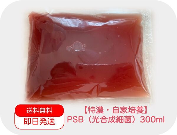 【自家培養】PSB(光合成細菌)約300ml