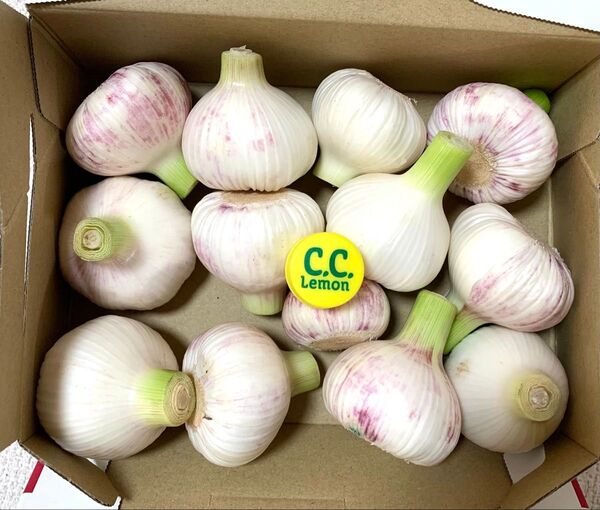 令和7年 採れたて 生にんにく 新ニンニク 大蒜1kg 12〜15個健康野菜