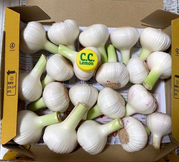 令和7年 採れたて 生にんにく 新ニンニク 1kg 健康野菜