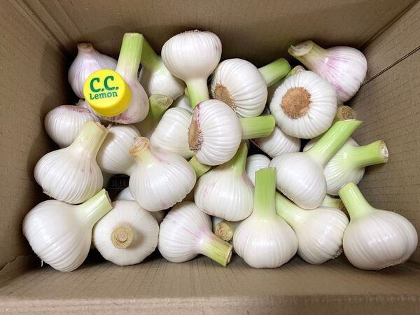 令和7年採れたて 生にんにく 新ニンニク 箱込み2kg 健康野菜