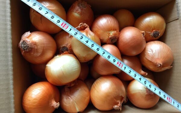 訳あり玉ねぎ、(ミニミニサイズ)約3kg(約30,個)