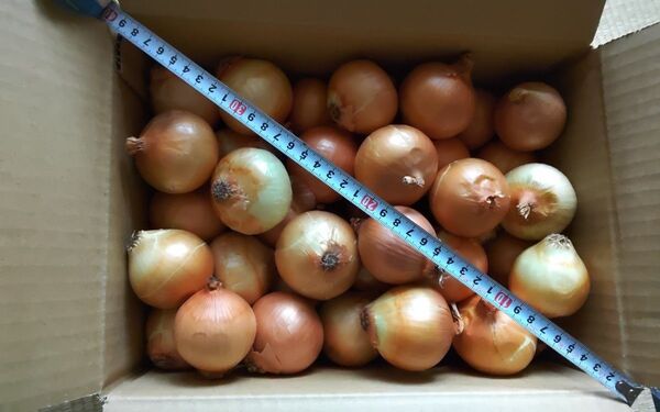 訳あり玉ねぎ、(ミニミニサイズ)約5kg(約60個)