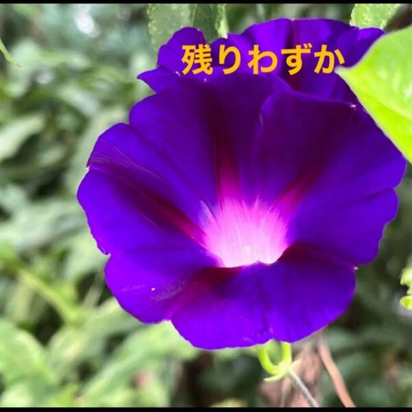 種 あさがお 朝顔 種 10粒大輪ではありません 高貴な紫色 目隠しフェンス グリーンカーテン 色水 長く咲く アサガオ