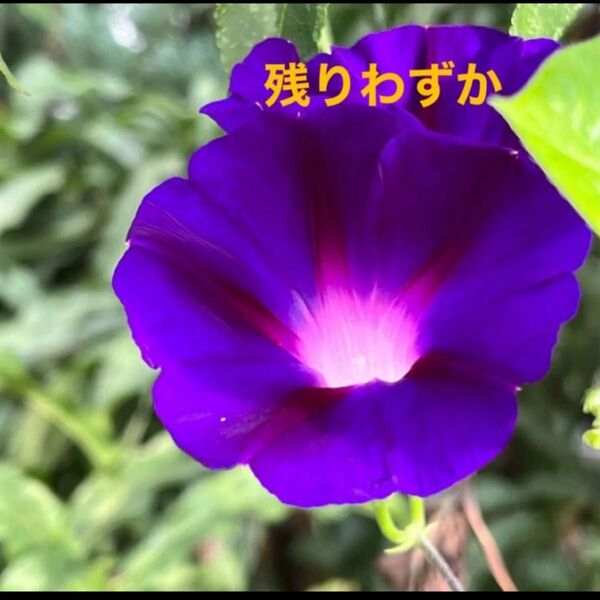 高貴な紫色 朝顔の種10粒オマケ目隠しフェンスエコカーテン色水大輪ではありません長く咲くガーデニングアサガオ タネ