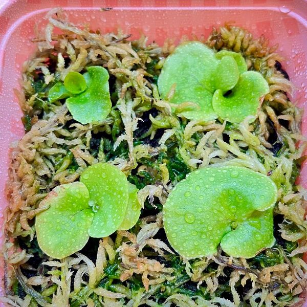 P.ridleyi wild_リドレイ 幼苗 4株◆ビカクシダ/コウモリラン①