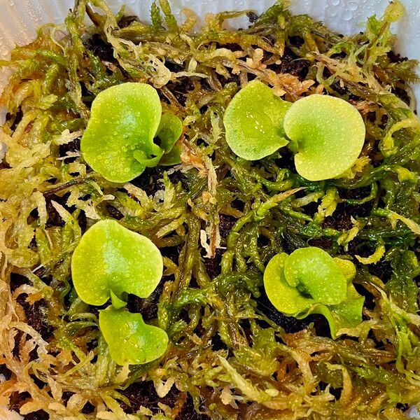P.ridleyi wild_リドレイ 幼苗 4株◆ビカクシダ/コウモリラン②