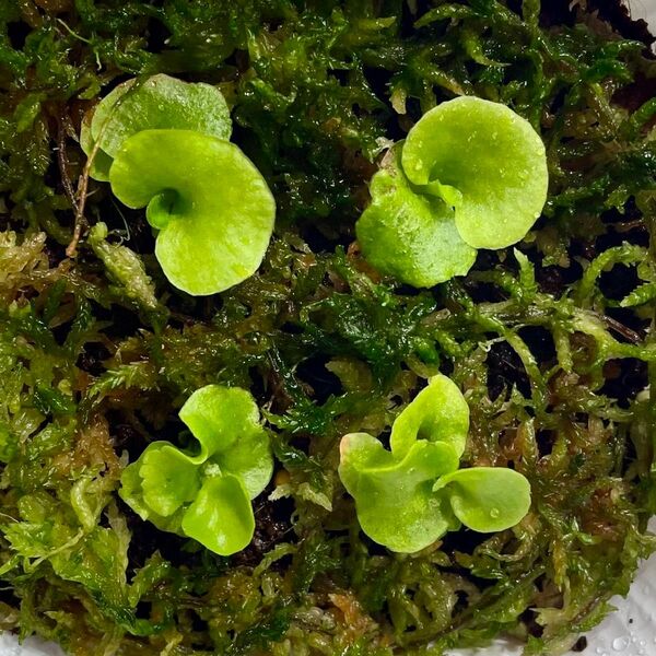 P.ridleyi wild_リドレイ 幼苗 4株◆ビカクシダ/コウモリラン⑤