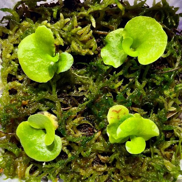 P.ridleyi wild_リドレイ 幼苗 4株◆ビカクシダ/コウモリラン⑥