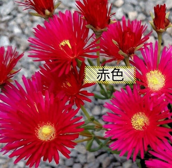 無農薬マツバギク赤 赤色x2苗 2苗 安心根付き苗 掘り上げ苗 苗 根付き 松葉菊 赤色のお花 送料無料 匿名配送