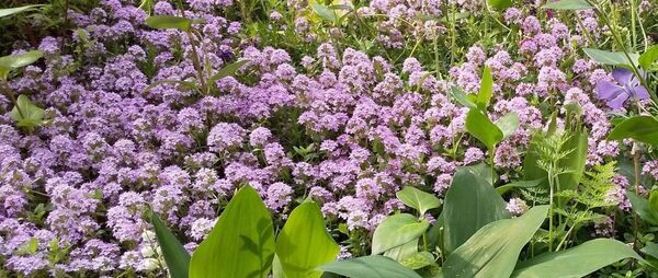 無農薬クリーピングタイム ピンク色のお花 挿し木用 (挿し穂)20本 宿根草 丈夫 グランドカバー 送料無料 匿名配送