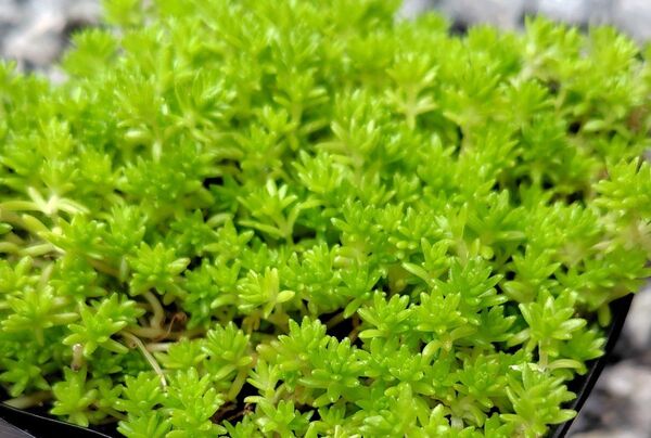無農薬セダム・苗 ポット苗 根付き 抜き苗 全量 セダム 多肉 多肉植物 グランドカバー 丈夫 送料無料 匿名配送