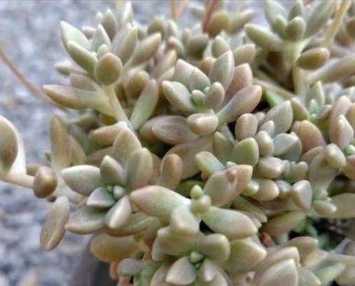 無農薬姫秀麗 多肉植物 カット苗(根なし)+おまけの葉挿し付き 姫秀麗 姫秋麗 ヒメシュウレイ 無農薬 お試しセット 送料無料
