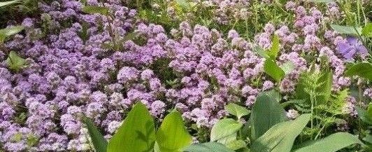 無農薬クリーピングタイム 宿根草 ピンク色のお花 抜き苗(根付き)10本+挿し木おまけ付き 苗 丈夫 グランドカバー 送料無料