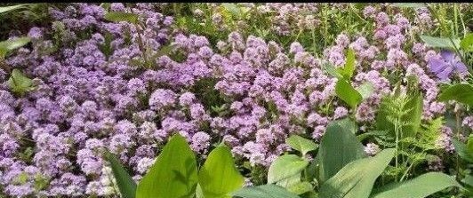 無農薬クリーピングタイム 宿根草 ピンク色のお花 抜き苗(根付き)10本+挿し木おまけ付き 苗 丈夫 グランドカバー 送料無料