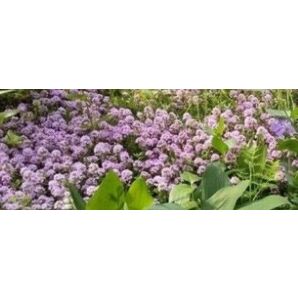 無農薬クリーピングタイム 宿根草 ピンク色のお花 抜き苗(根付き)10本+挿し木おまけ付き 苗 丈夫 グランドカバー 送料無料