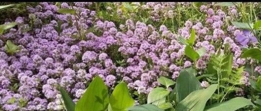 無農薬クリーピングタイム ピンク色のお花 挿し木用 (挿し穂)20本 宿根草 丈夫 グランドカバー 送料無料 匿名配送