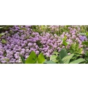 無農薬クリーピングタイム 宿根草 ピンク色のお花 抜き苗(根付き)10本+挿し木おまけ付き 苗 丈夫 グランドカバー 送料無料