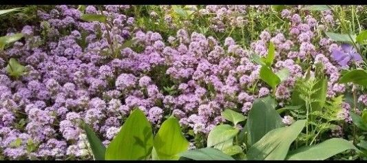 無農薬クリーピングタイム ピンク色のお花 挿し木用 (挿し穂)30本 宿根草 丈夫 グランドカバー 送料無料 匿名配送