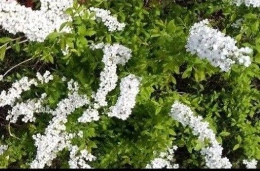 無農薬ユキヤナギ ガーデニング 育てやすい 丈夫 白色のお花 挿し穂(挿し木用)20本+おまけ付き 庭木 送料無料 匿名配送
