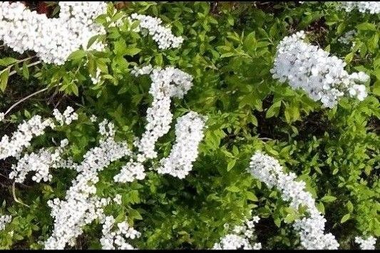 無農薬ユキヤナギ ガーデニング 育てやすい 丈夫 白色のお花 挿し穂(挿し木用)5本 庭木 送料無料 匿名配送