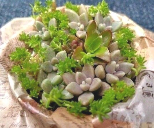 無農薬姫秀麗 無農薬多肉植物 カット苗 多肉セット このまま発送致します 多肉 多肉植物 姫秋麗 送料無料 匿名配送