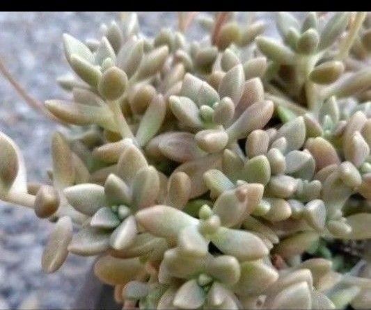 無農薬姫秀麗 葉挿し2種類セット【葉挿し・発芽or発根済み 5個+葉挿し・芽と根共になし 5個】 姫秀麗 姫秋麗 ヒメシュウレイ